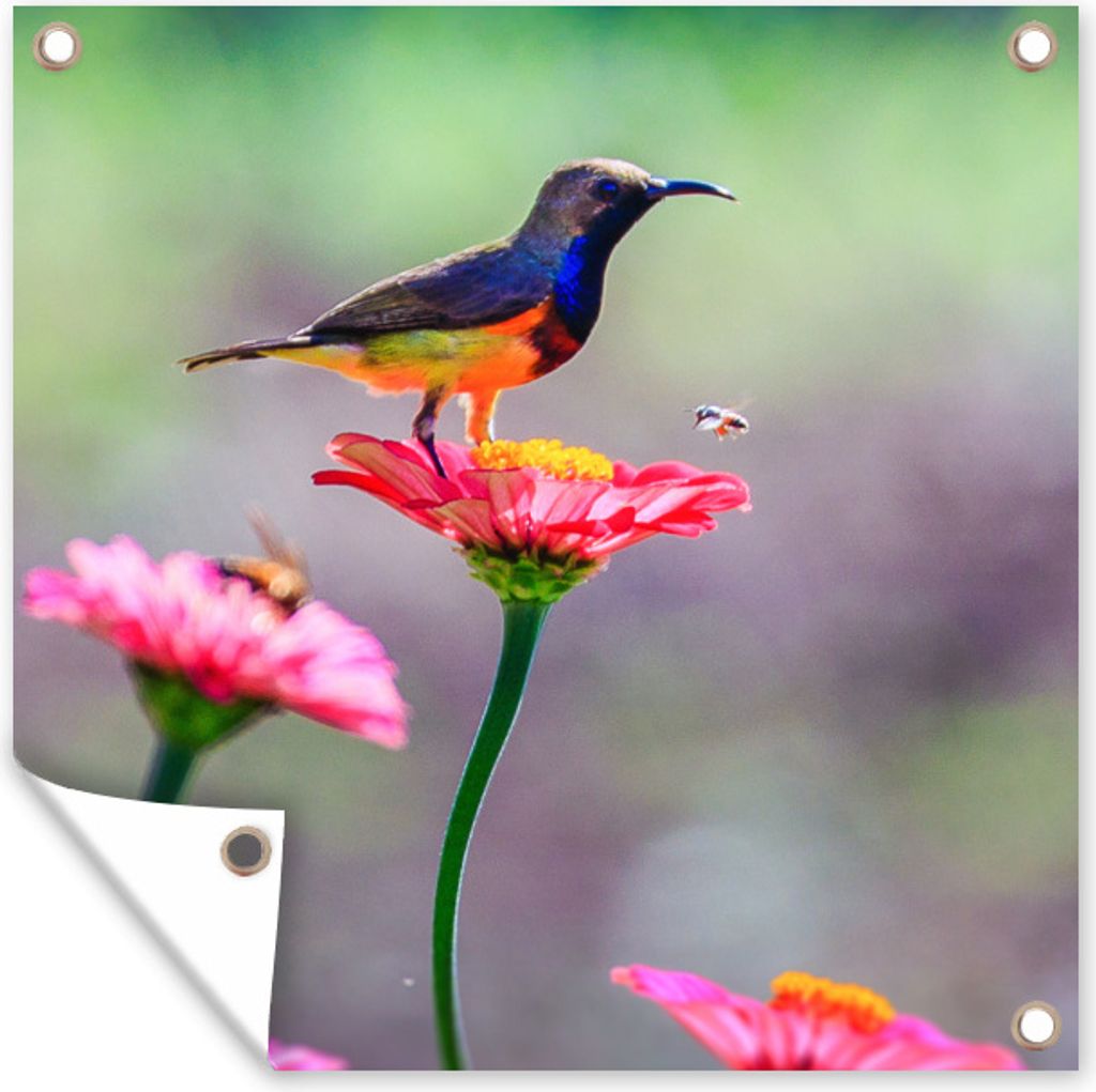 MuchoWow 50x50 cm Outdoor-Poster Gartendeko Sichtschutz Garten Poster für den Garten Nahaufnahme eines Kolibris auf rosa Blüten