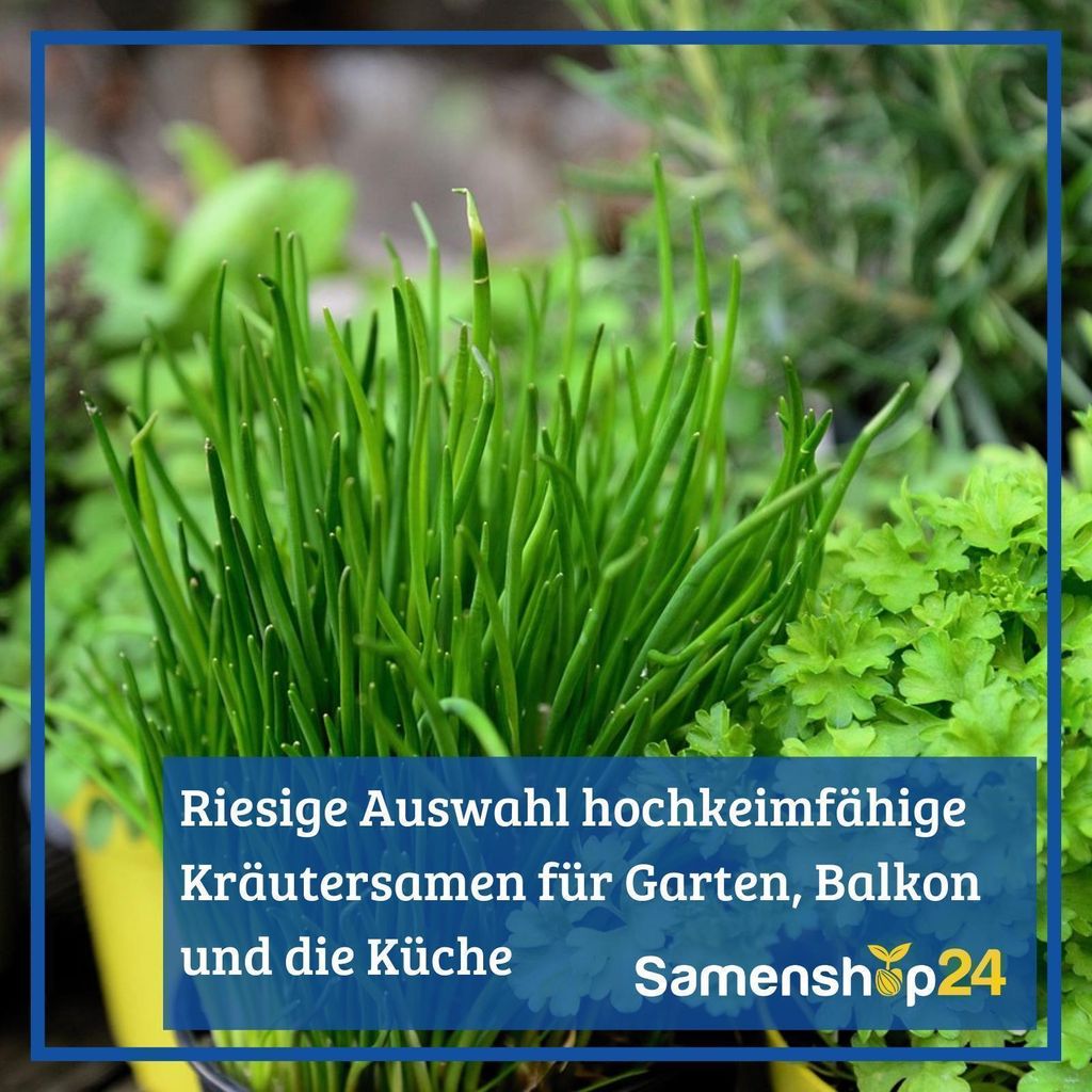 Mutterkraut | Krutersamen von Bingenheimer Saatgut