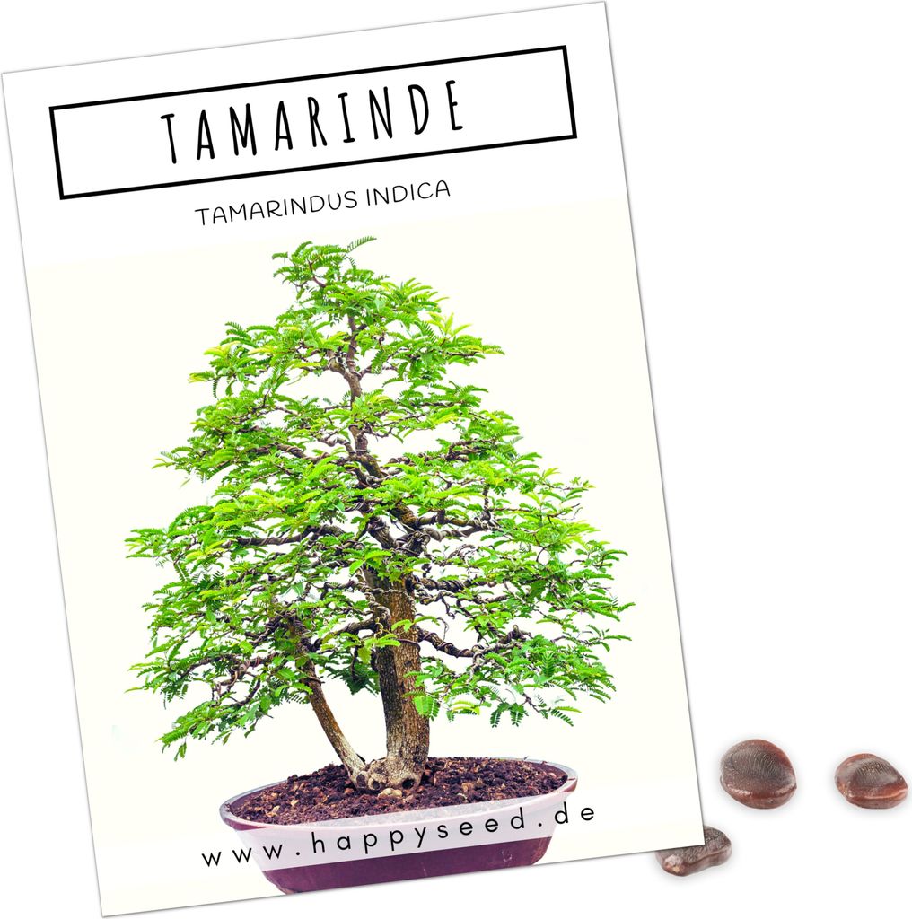 Exotische Bonsai Samen mit hoher Keimrate - Pflanzen Samen Produktbild 