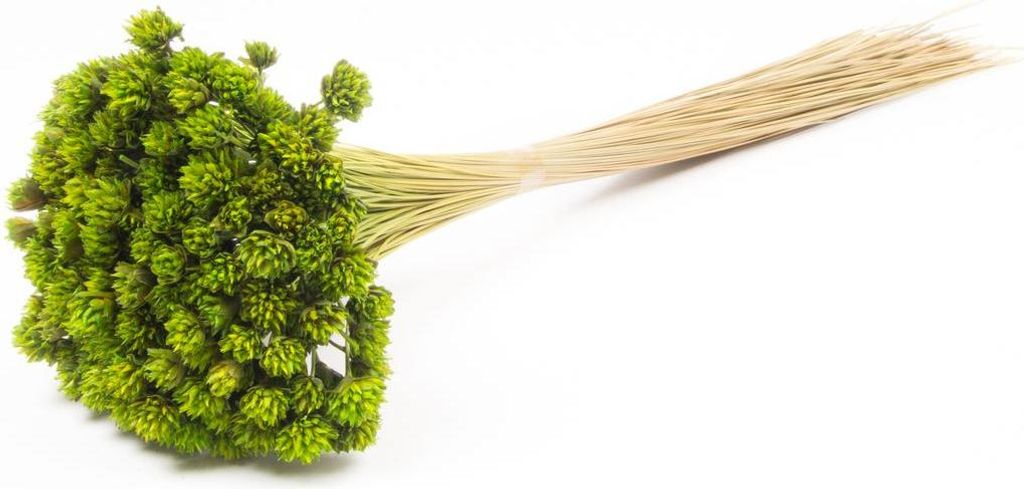 INNA-Glas Blumenstrauß getrocknet AVISSA, Brasilianische Hügelblume, apfelgrün, 45-60cm, Ø13cm - Getrockneter Strauß