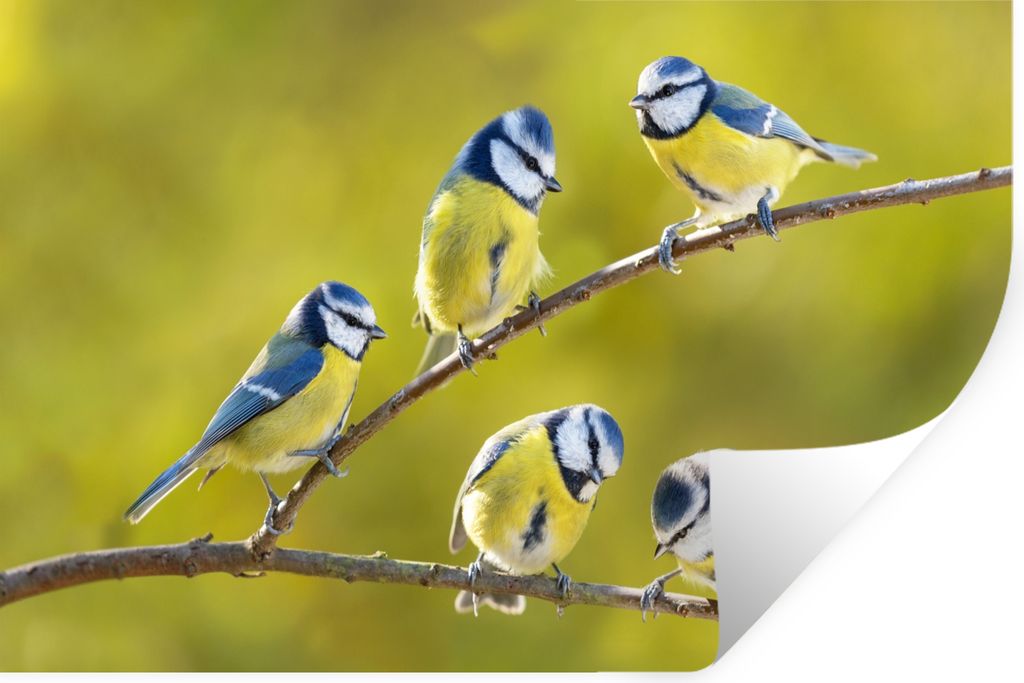 MuchoWow Wandtattoo Wandsticker Wandaufkleber Vogel - Blaumeise - Äste - Sonne 30x20 cm Selbstklebend und Repositionierbar - Wierderverwendbar -...