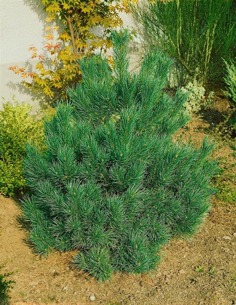Pinus cembra 'Nana', Zirbelkiefer, kompakt, 30–40 cm