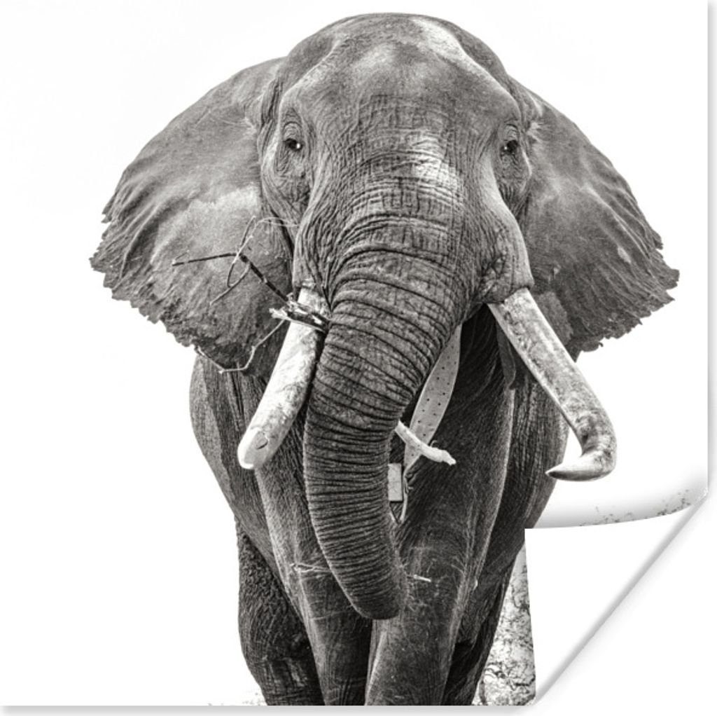 MuchoWow Poster Essender Elefant in schwarz-weiß 75x75 cm - Wand Dekoration