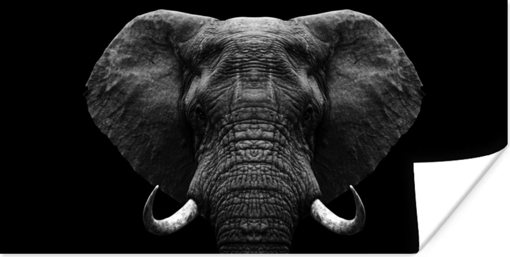 MuchoWow Poster Tiere - Elefant - Porträt - Schwarz - Weiß 80x40 cm - Wanddeko