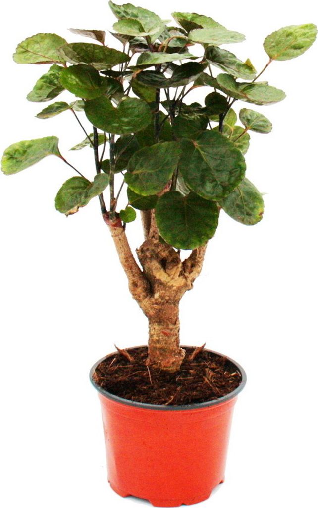 Aralia pierzasta blyszczaca - Polyscias scutellaria Fabian Zdjęcie produktu 