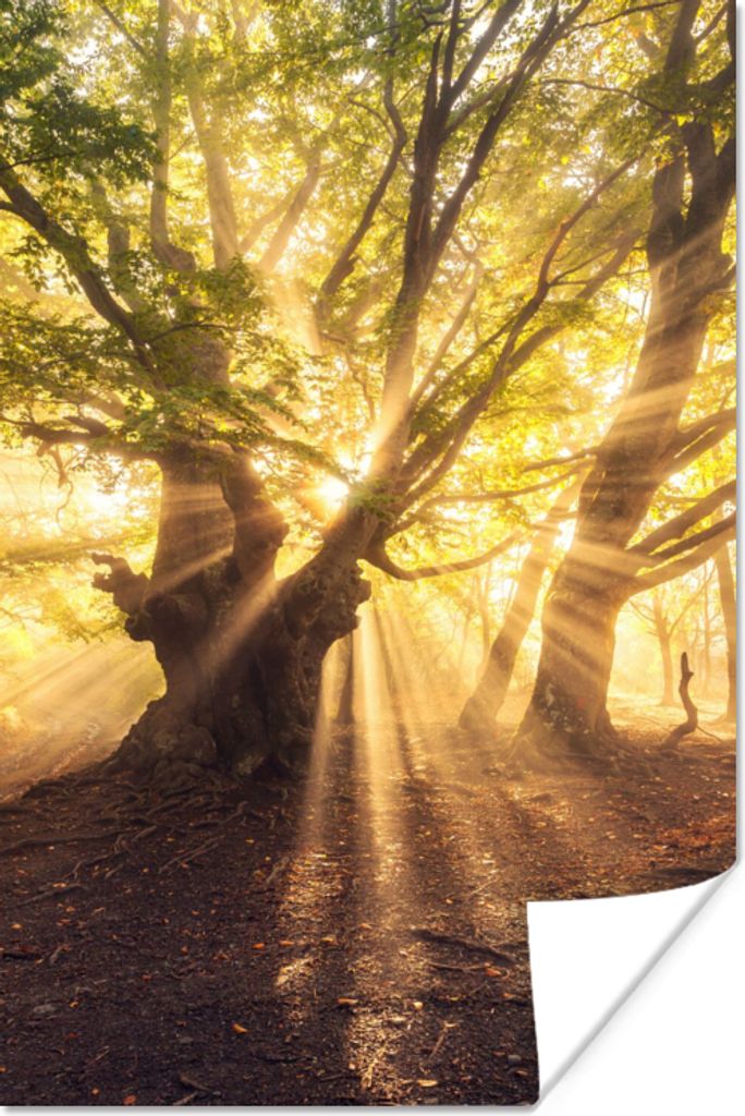 MuchoWow Poster Baum - Wald - Sonne 80x120 cm - Papierdruck