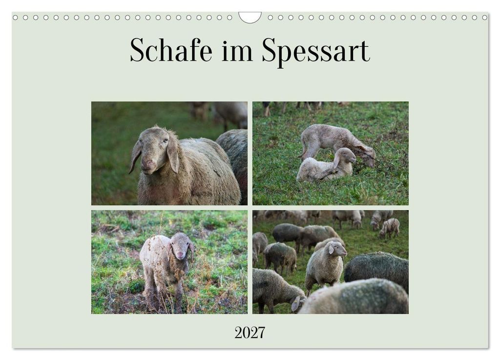 Schafe im Spessart (Wandkalender 2027 DIN A3 quer), CALVENDO Monatskalender