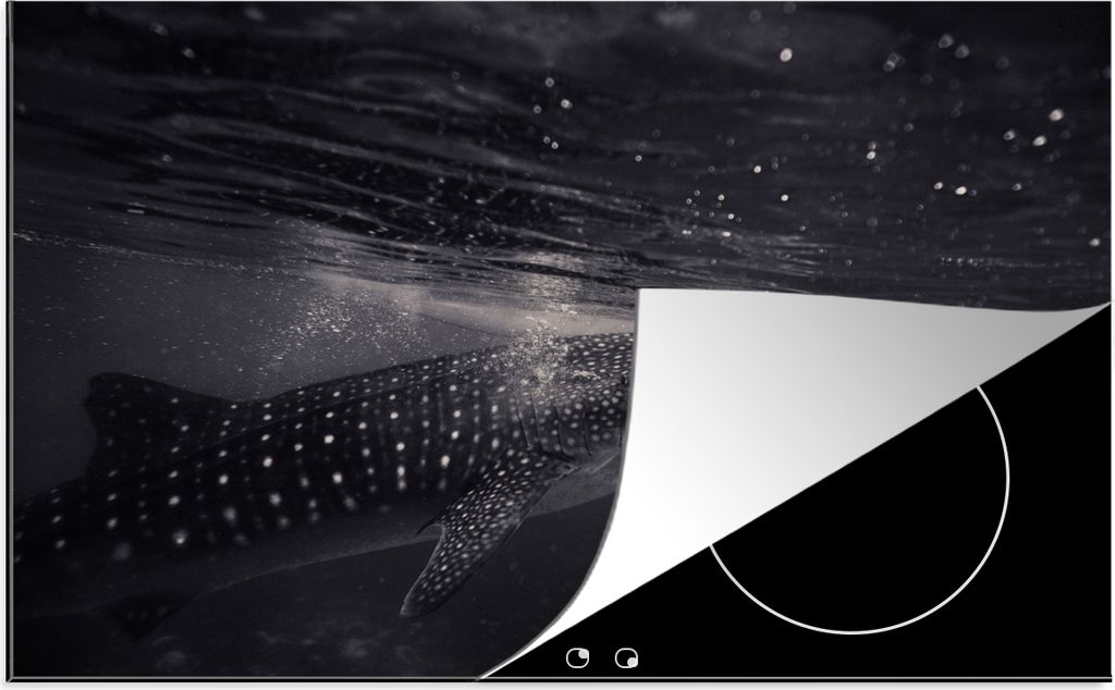 KitchenYeah Herdabdeckplatte Meerestiere - Tigerhai - Schwarz und weiß , 81x52cm, Küche Deko, Glaskeramikfeld Herdabdeckung, Abdeckplatte fùr ...