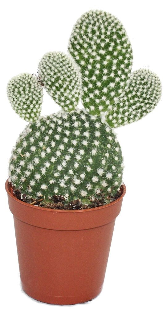 Opuntia microdasys albata – kaktus ušatý s bílými trny – v Obrázek produktu 