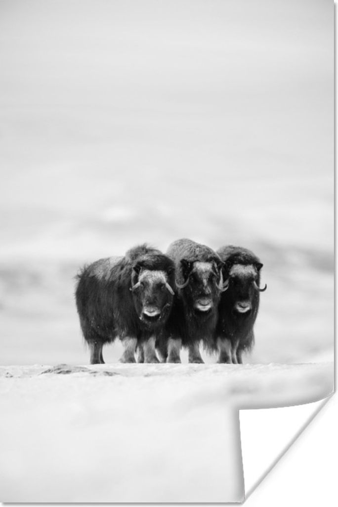 MuchoWow Poster Gruppe von Moschusochsen Freunden - schwarz und weiß 40x60 cm - Plakate für die Wand - Poster Babyzimmer