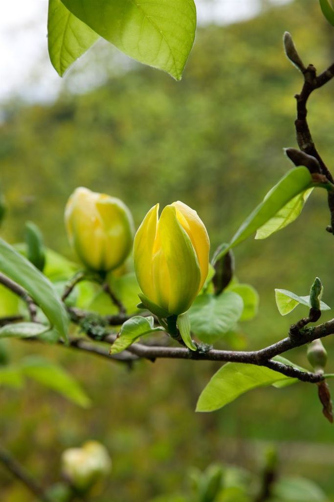 Magnolia 'Green Bee', Magnolie, 80–100 cm