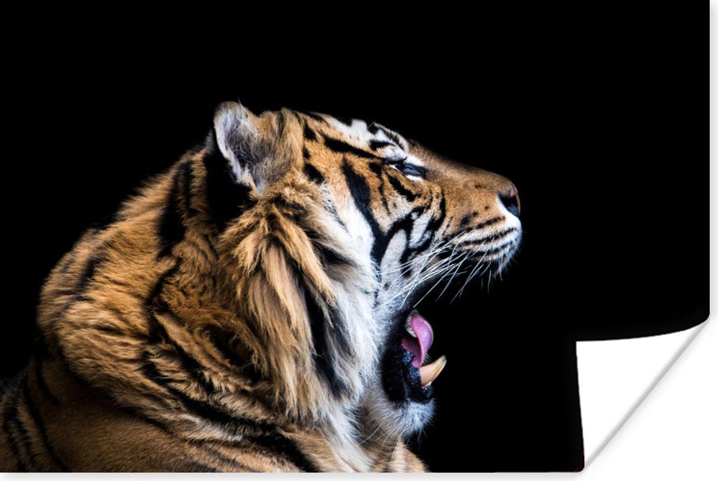 MuchoWow Poster Tiger - Tiere - Porträt 60x40 cm - Schlafzimmerdekoration
