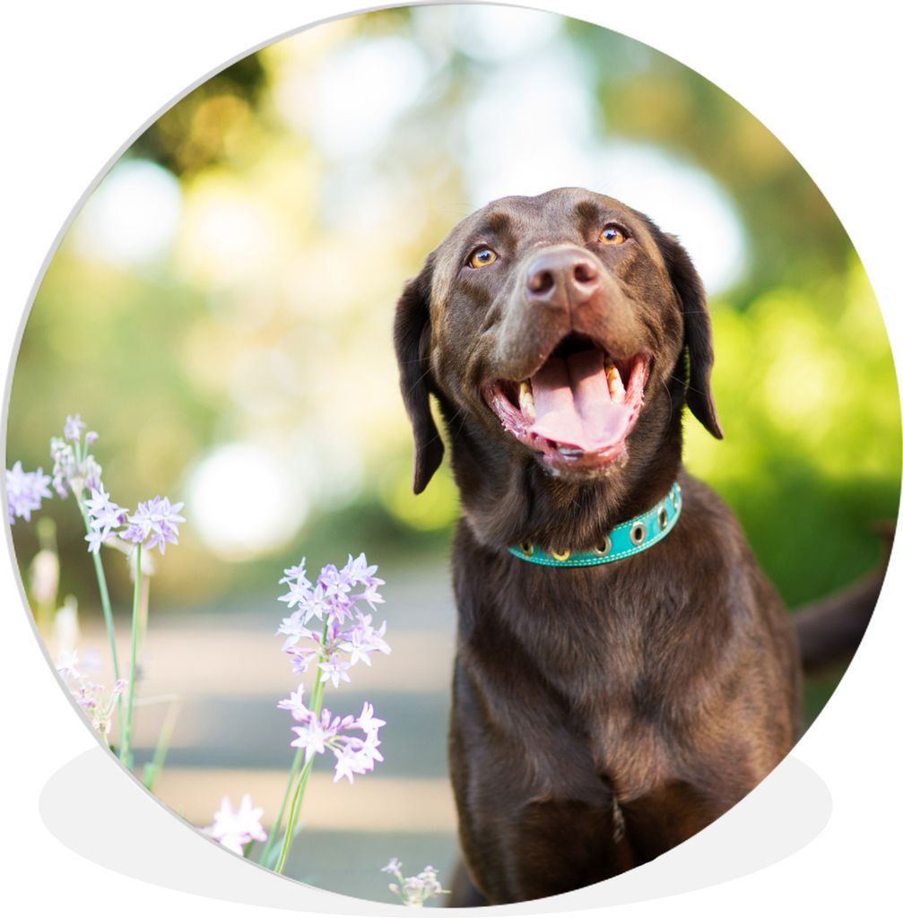 MuchoWow Rundes Wandbild - Runde Bilder Ein Labrador Retriever mit schönen Blumen Ø 30 cm Kreis Wanddekoration Kunststoff - Wandkreis - Wandsch...