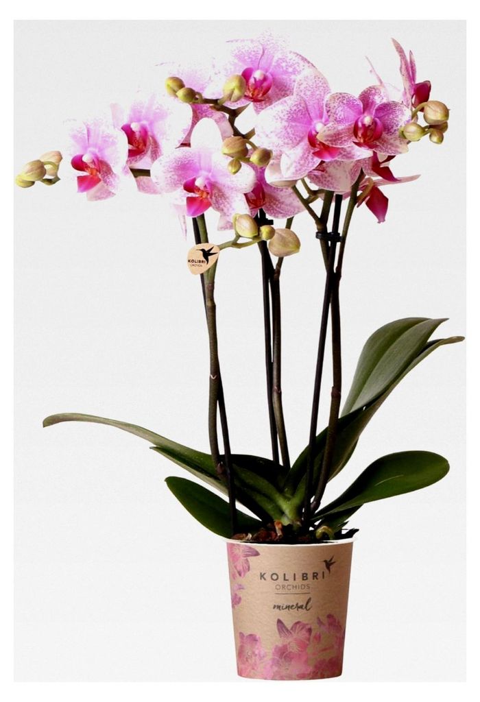 Orchideen | Rosa Phalaenopsis Orchidee - Mineral Rotterdam - Topfgröße Ø9cm | blühende Topfpflanze - frisch vom Züchter