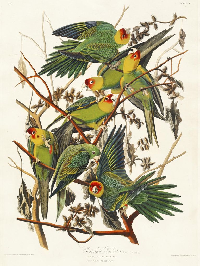Plakat 30x40cm Karolinenpapagei, J.J. Audubon, Vintage für das Wohnzimmer