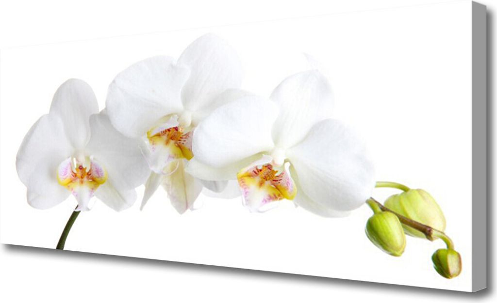 Tulup Leinwand-Bilder 125x50 Wandbild Canvas Kunstdruck Blumen Pflanzen
