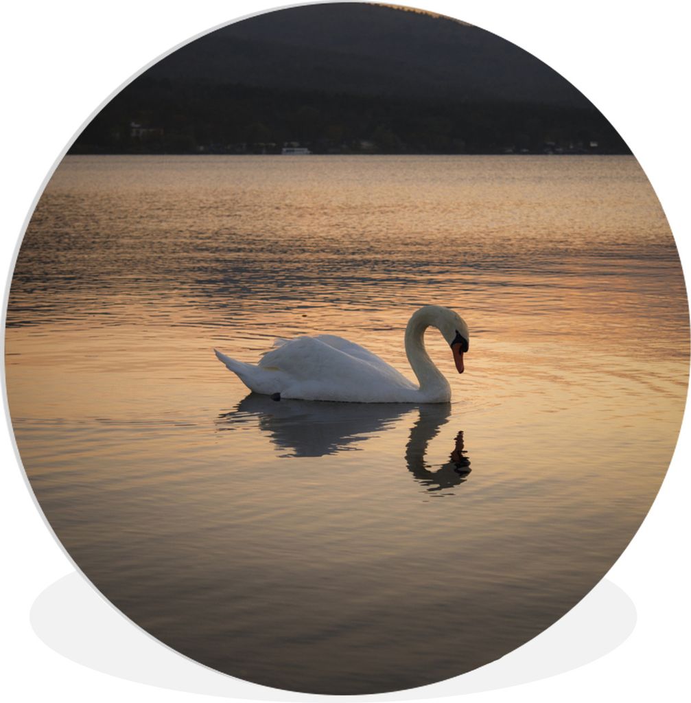 MuchoWow Rundes Wandbild - Runde Bilder Schwan - Sonnenuntergang Ø 60 cm Kreis Wanddekoration Kunststoff - Wandkreis - Wandschmuck - Wand Kreis ...