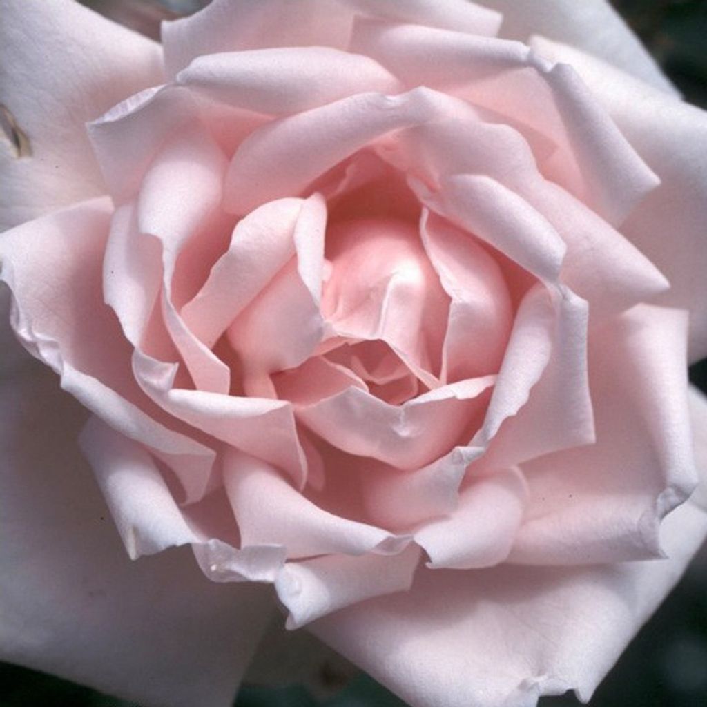 Rosa  - Rosa rampicante - Rosa 'New Dawn' Immagine del prodotto 