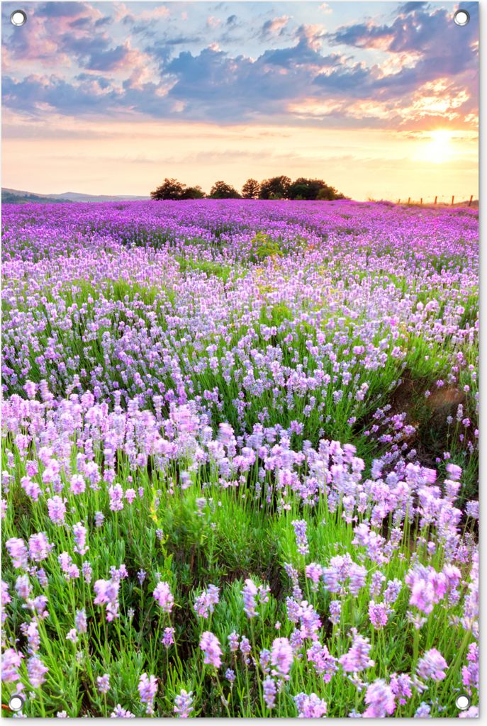 MuchoWow 60x90 cm Outdoor-Poster Gartendeko Sichtschutz Garten Poster für den Garten Lavendel - Blumen - Sonnenuntergang - Lila - Wiese