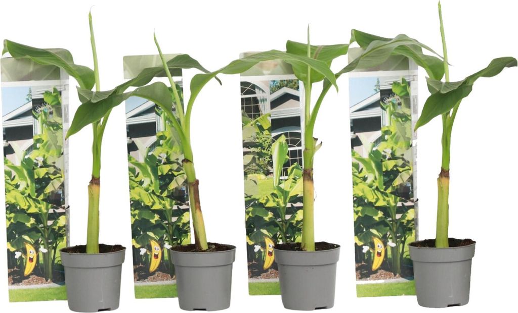 Bananowiec - 4 szt - Musa basjoo - Wysokość 25-40cm - ⌀9cm Zdjęcie produktu 