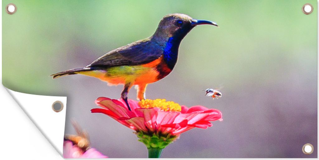 MuchoWow 80x40 cm Outdoor-Poster Gartendeko Sichtschutz Garten Poster für den Garten Nahaufnahme eines Kolibris auf rosa Blüten