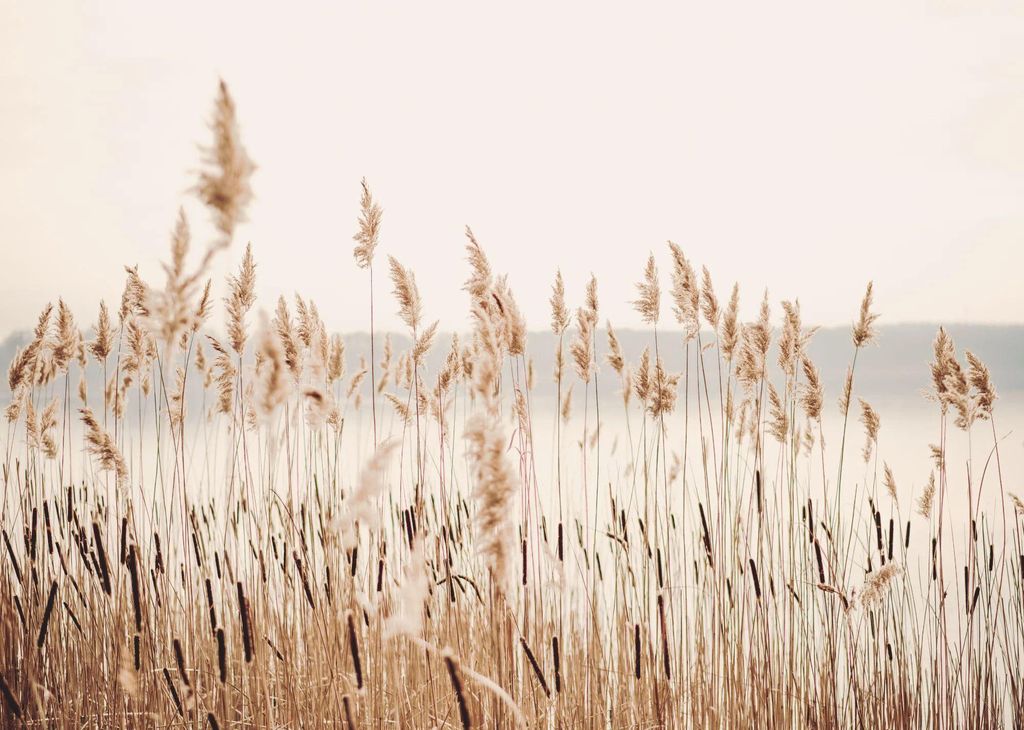 Magnetmatte für Heizkörperverkleidung, Beige Boho Reed, Produktbild 