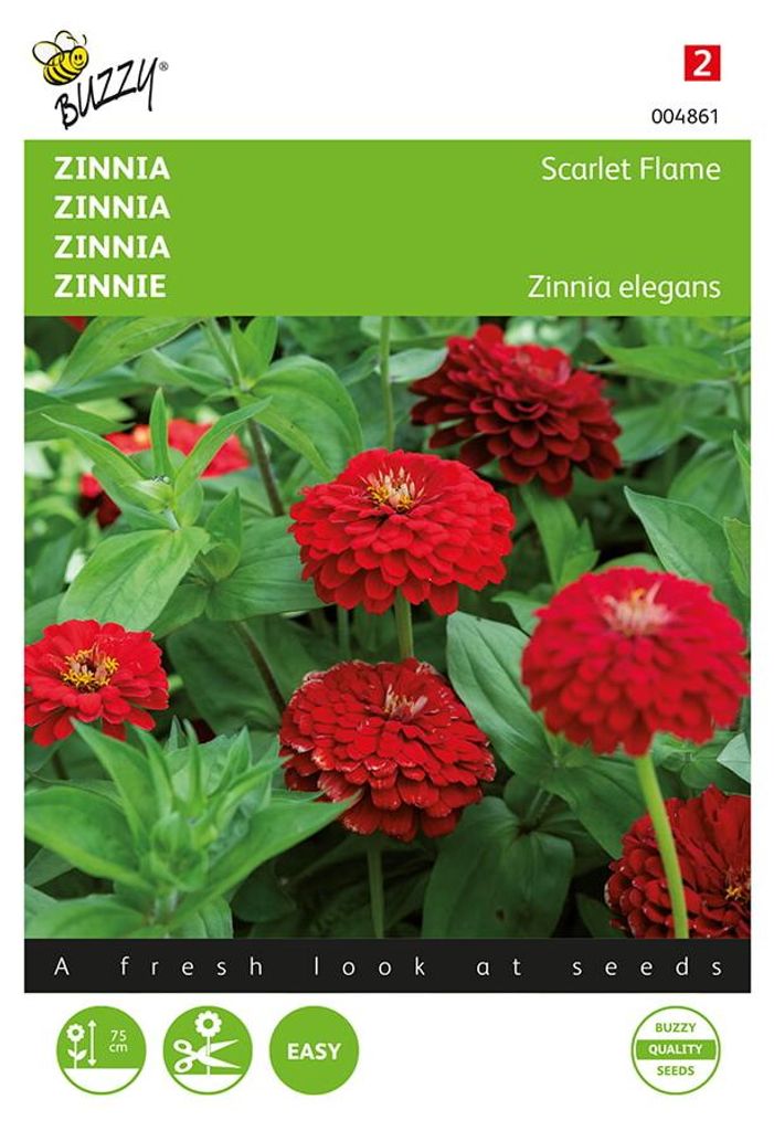 Zinnie Scarlet Flame | Zinniensamen von Buzzy Seeds