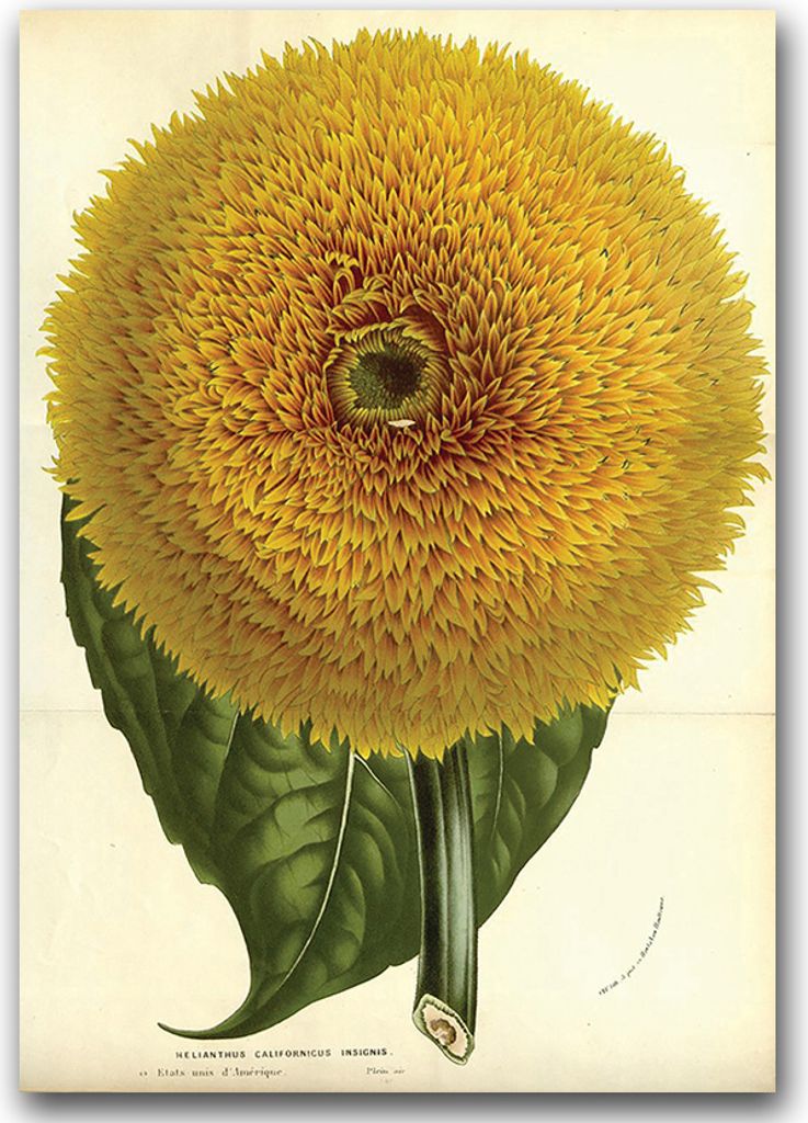 Poster - Canvas - Leinwand - 59,4 cm x 84,1 cm - Fotoposter - Leinwandkunst - Sunflower Botanical