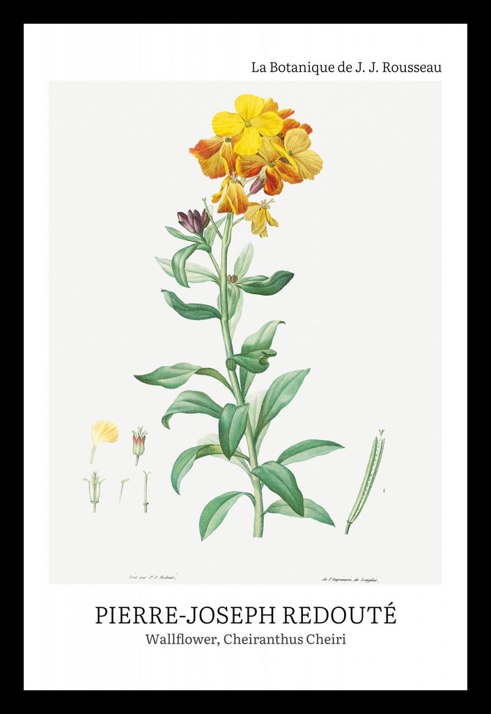 Plakat 20x30cm Design Chearinthus Cheiri, Redoute Vintage für das Wohnzimmer
