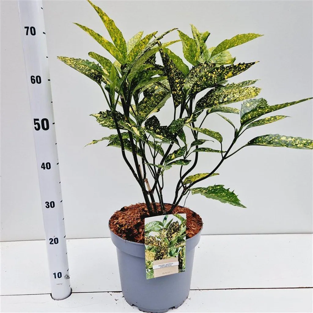 Aucuba japonica Crotonifolia - Arbuste persistant en pot de 25-30 cm