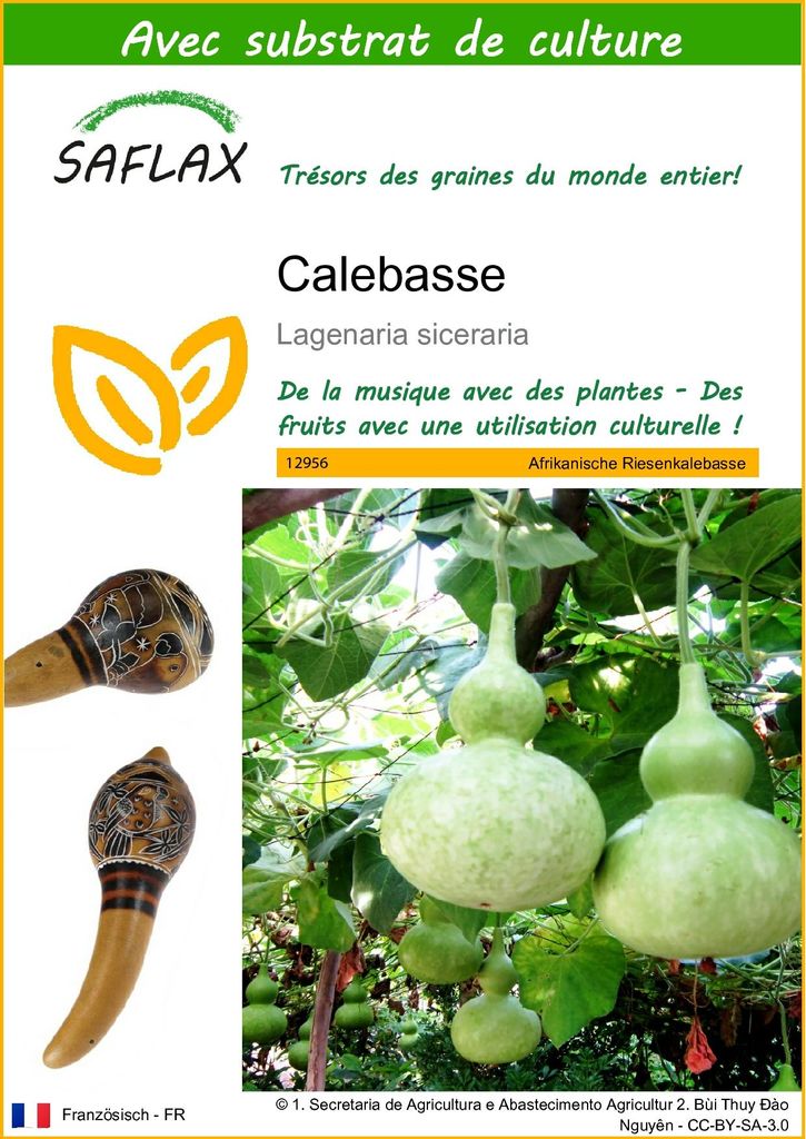 SAFLAX  - Calebasse - 15 graines - Avec substrat - Image du produit 