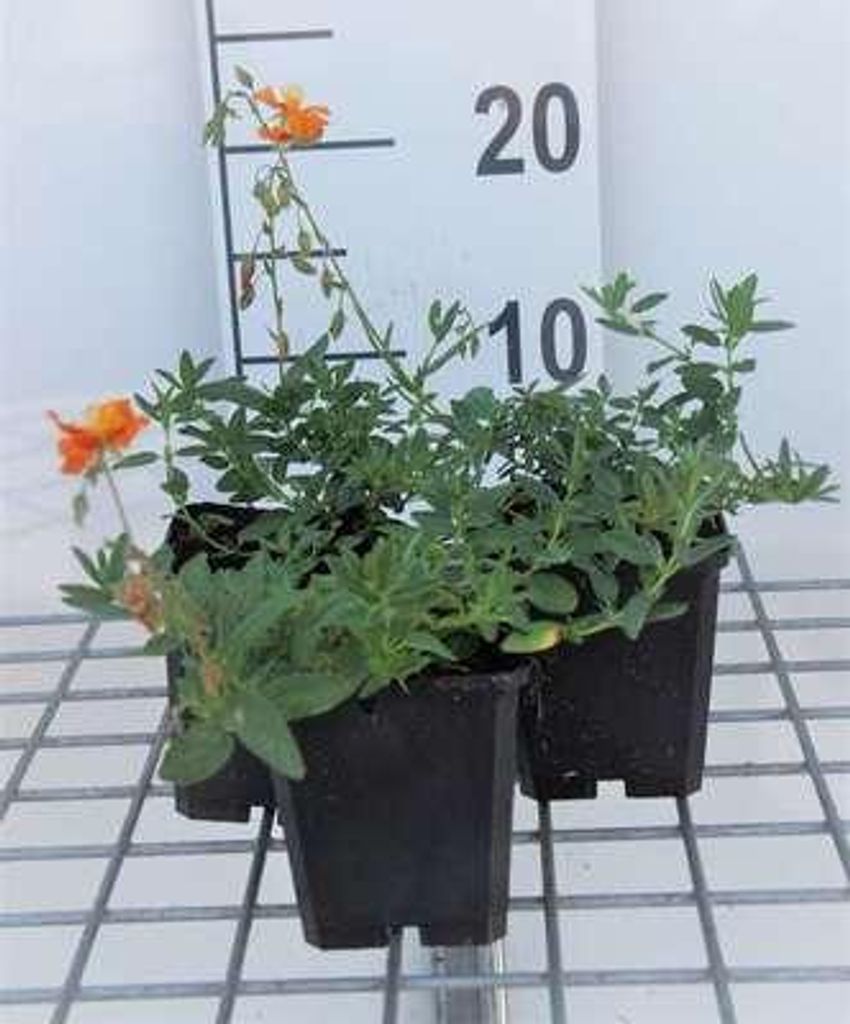 6 x Helianthemum hybr. 'Bronzeteppich' - Sonnenröschen - Topf 9 x 9 cm