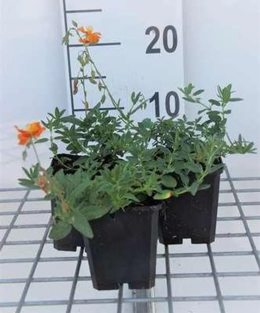 Plante de rocaille Helianthemum Tapis de bronze - Set de 6 godets 9cm
