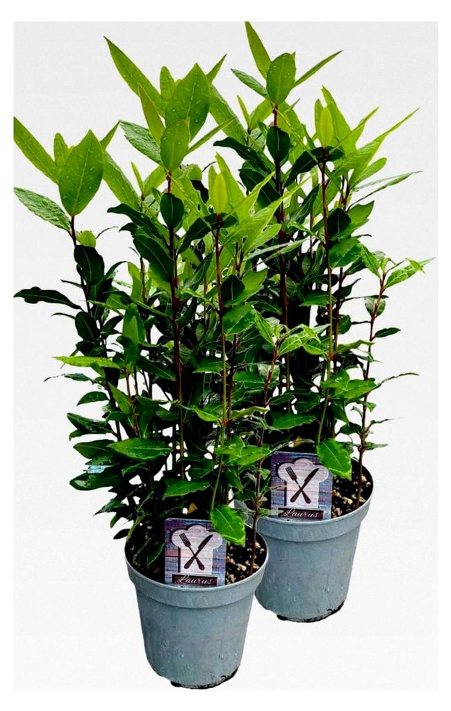 2er Set Lorbeer Pflanze, Laurus nobilis, im 15cm Topf