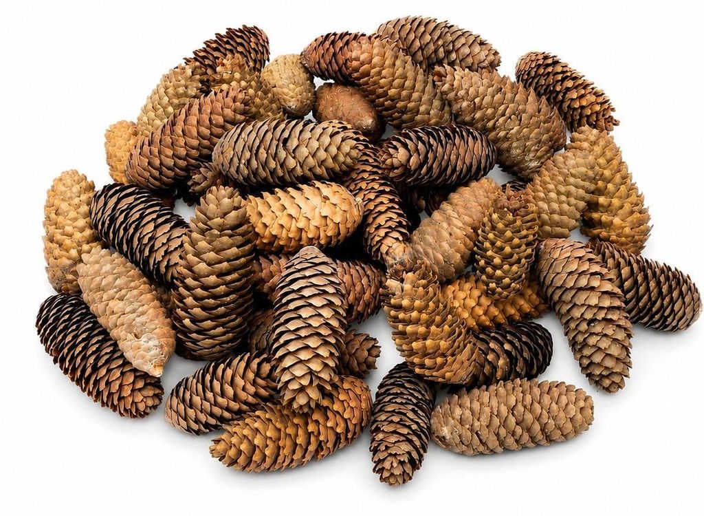 Fichtenzapfen Natur, 1 kg, 6 bis 12 cm, ca. 40 bis 50 Stk., Produktbild 