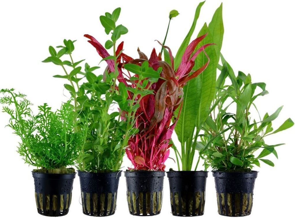 Pflanzen Set mit 5 Hintergrund Topf Aquarium Wasserpflanzen AquaOne Nr.207