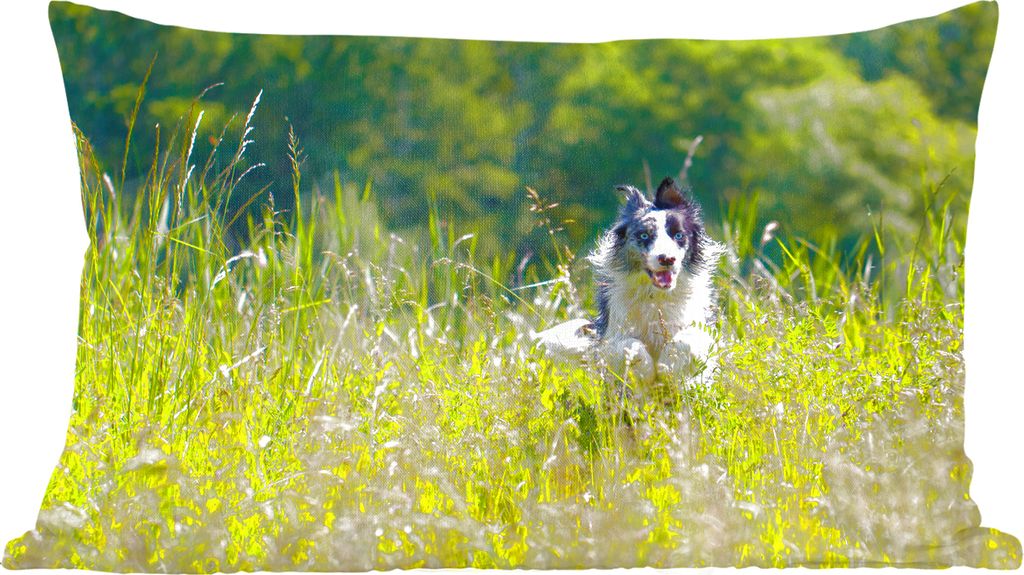 MuchoWow Zierkissen Sofakissen Wohnzimmer Dekokissen 50x30 cm Ein sprintender Border Collie im hohen grünen Gras - Wohnzimmerdekoration - Polste...