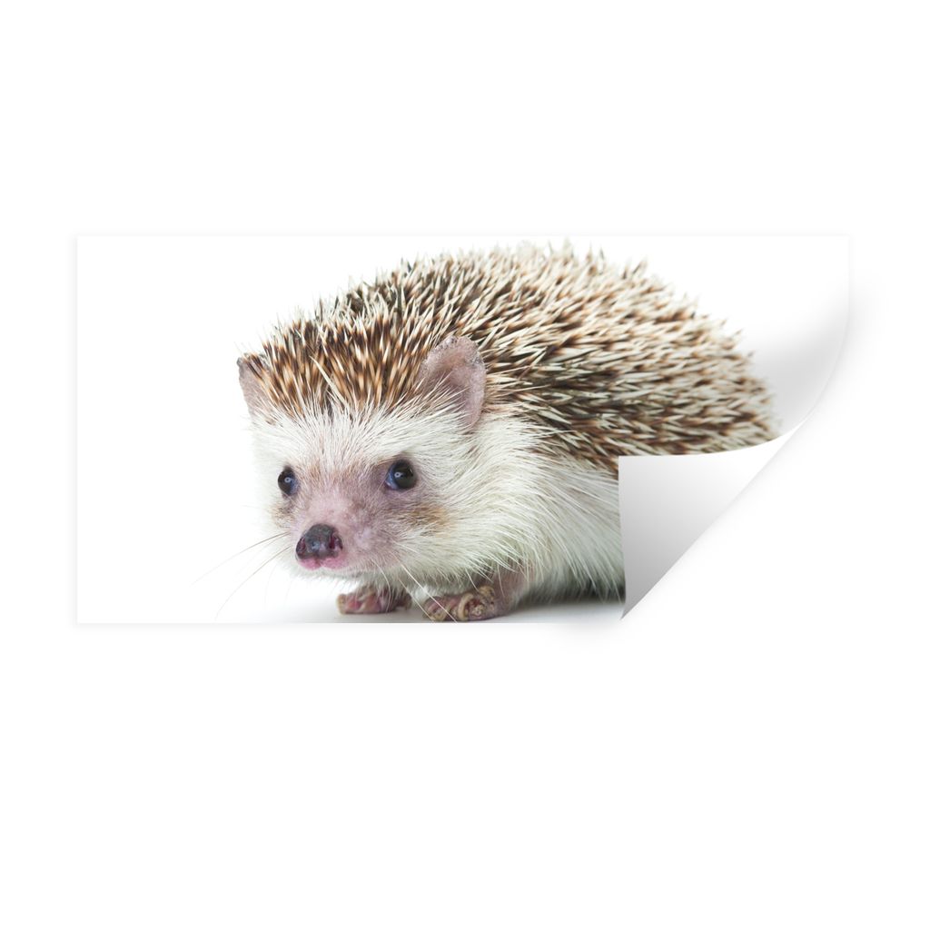 MuchoWow Wandtattoo Wandsticker Wandaufkleber Igel - Tiere - Weiß 40x20 cm Selbstklebend und Repositionierbar - Aufkleber