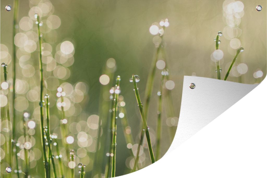 MuchoWow 60x40 cm Outdoor-Poster Gartendeko Sichtschutz Garten Poster für den Garten Früher Tau auf den Grashalmen