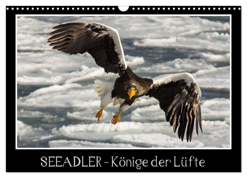 Seeadler - Könige der Lüfte (Wandkalender 2027 DIN A3 quer), CALVENDO Monatskalender