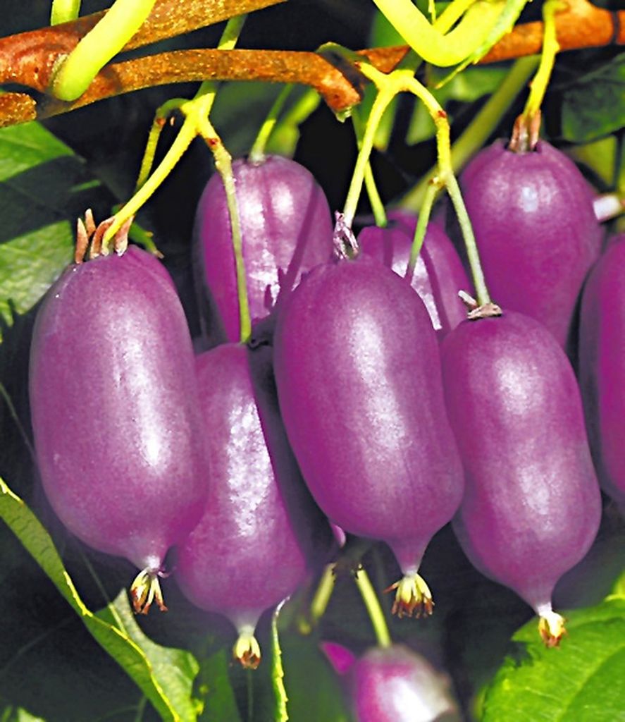 BALDUR Garten 1x Kiwi 'Ken ́s Red ', Pflanze im 9x9 cm-Topf, Actinidia arguta, Kletterpflanze, winterhart, mehrjährig, reiche Ernte an essbaren F...