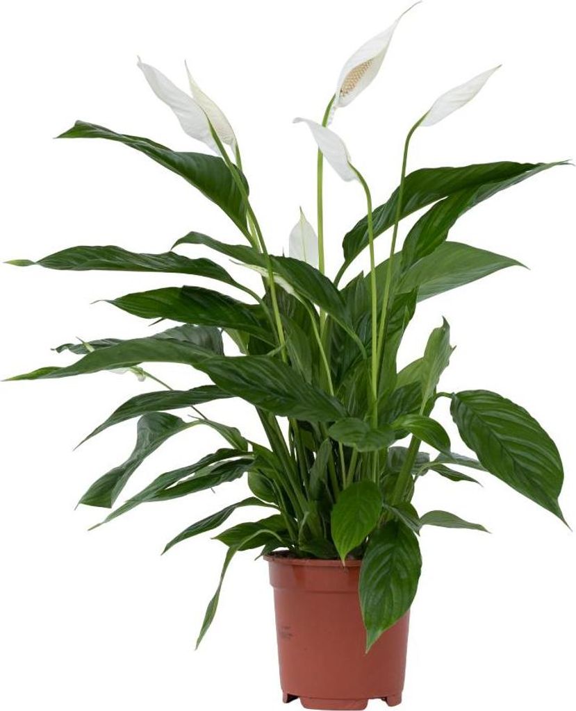 Friedenslilie - Einblatt - Spathiphyllum 'Lima' - Höhe Produktbild 