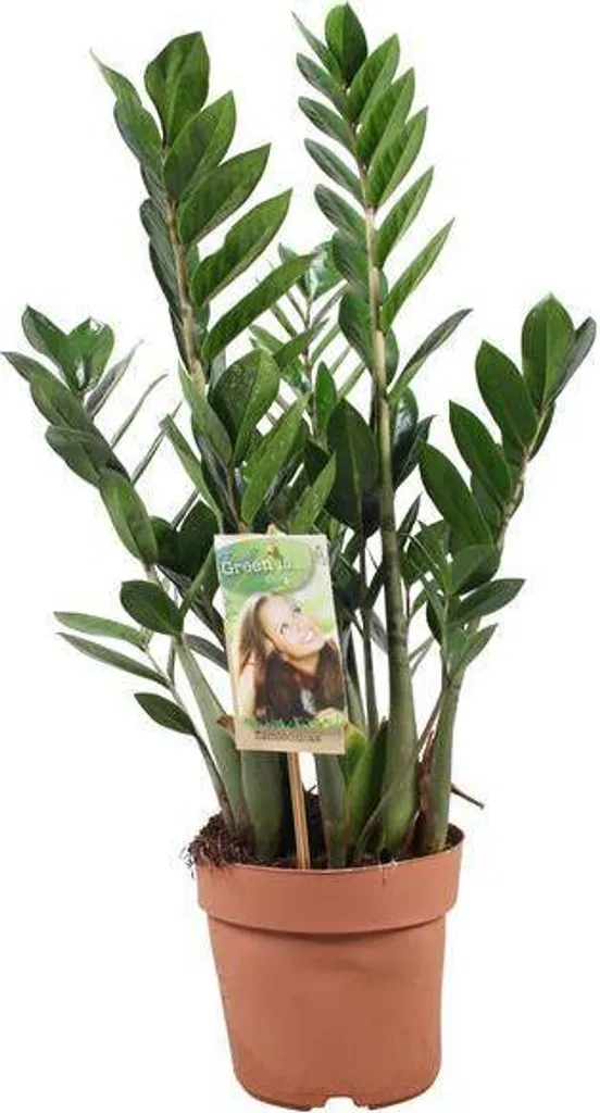 Plante Zamioculcas Ø 17 cm : La solution pour ceux qui n'ont pas la main verte