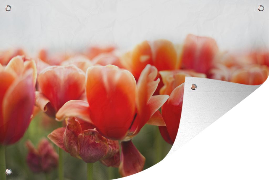 MuchoWow 120x80 cm Outdoor-Poster Gartendeko Sichtschutz Garten Poster für den Garten Bild der Blätter von roten Tulpen