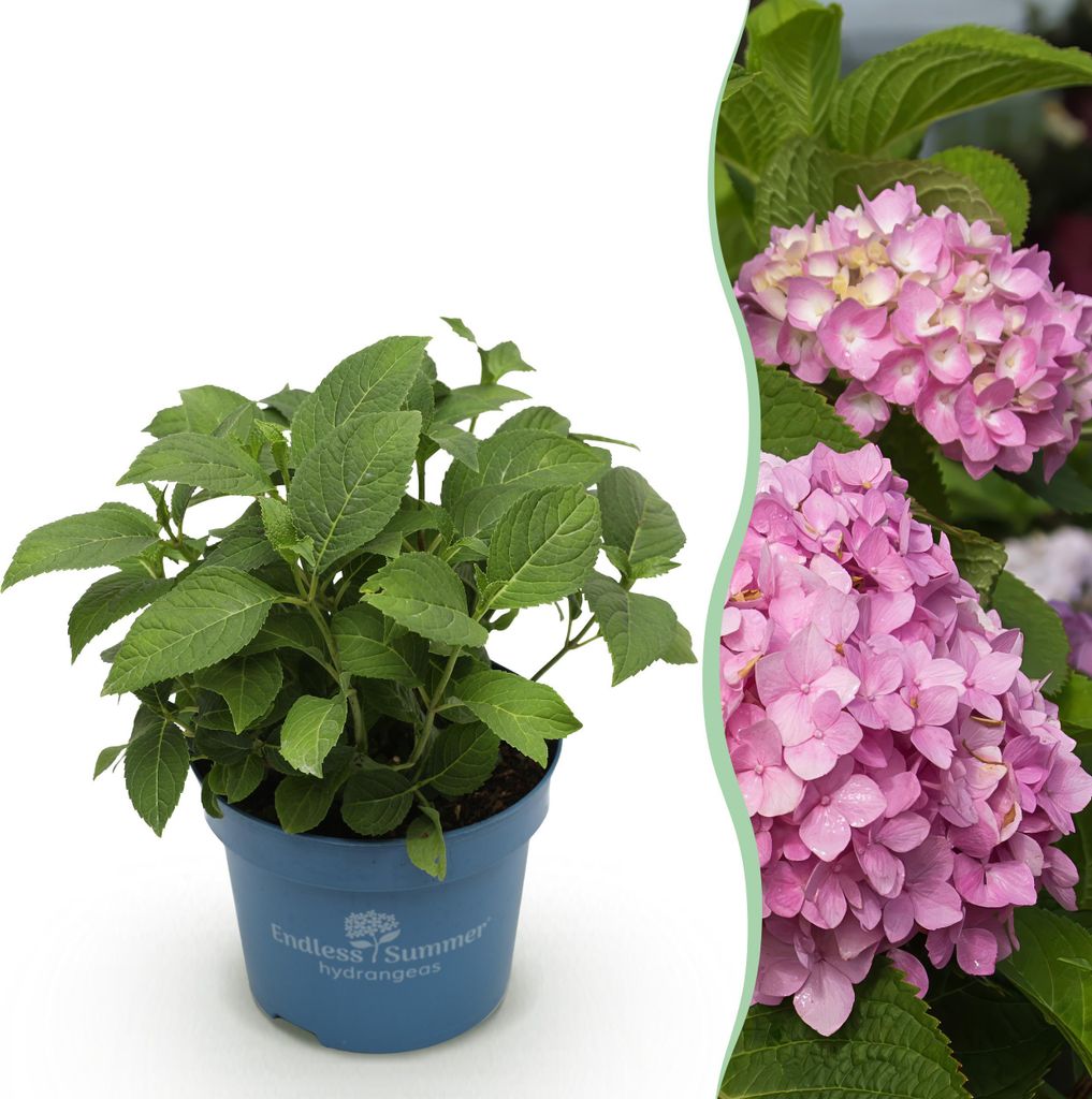 Green boutiQ - Gartenpflanze - Hydrangea Endles Summer The Original Pink - Hortensie - Winterhart - Rosa - 1 Pflanze - Topf 14cm - Höhe 20-25cm