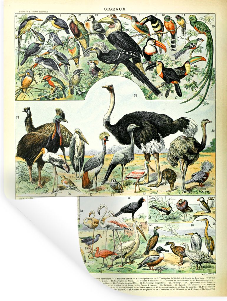 MuchoWow Wandtattoo Wandsticker Wandaufkleber Vogel - Tiere - Natur 90x120 cm Selbstklebend und Repositionierbar - Faltenfrei