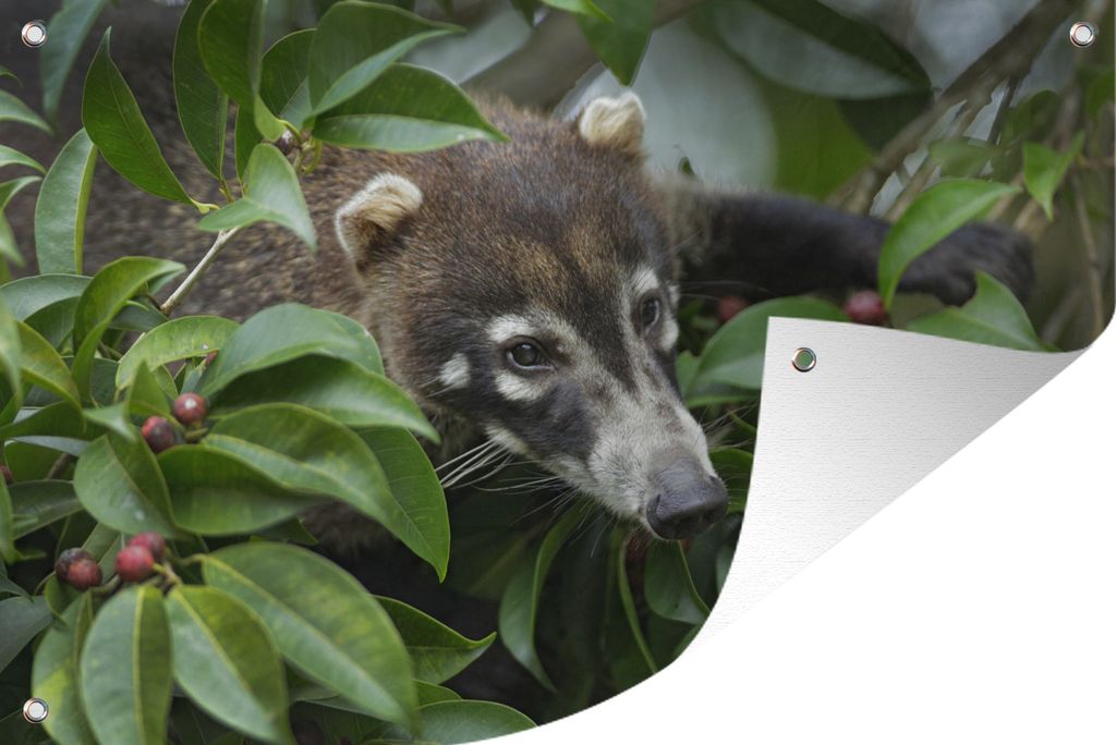 MuchoWow 120x80 cm Outdoor-Poster Gartendeko Sichtschutz Garten Poster für den Garten Nasenbär im Gebüsch