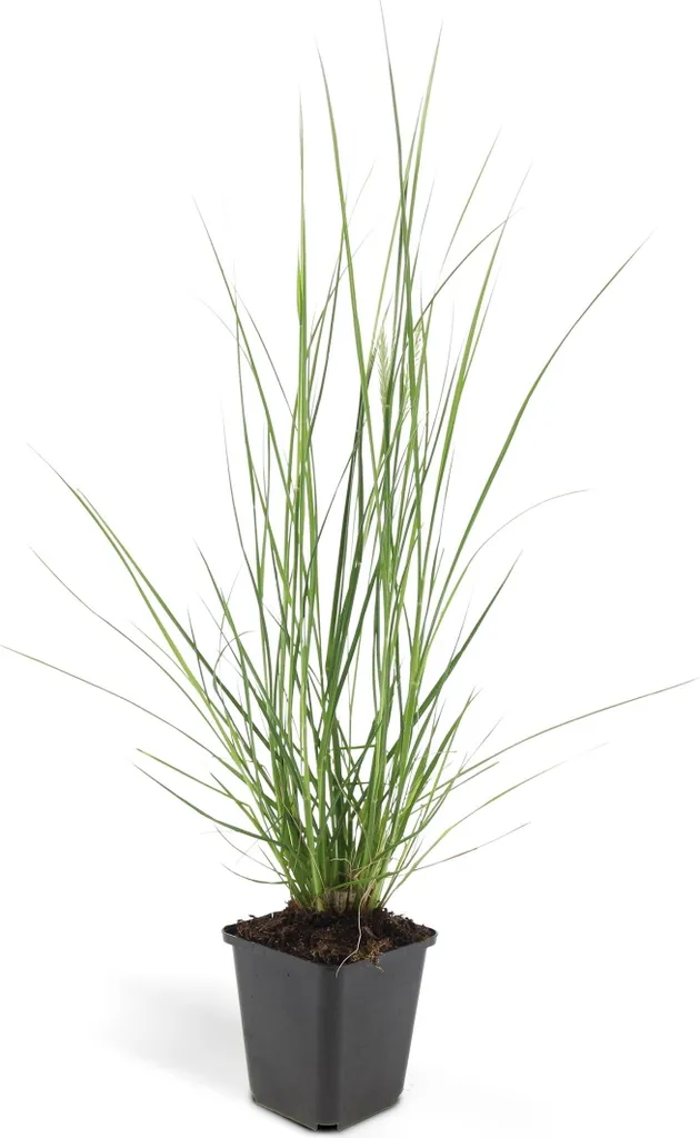 Herbe à lampions Pennisetum Hameln - Pack de 12 graminées vivaces en pot