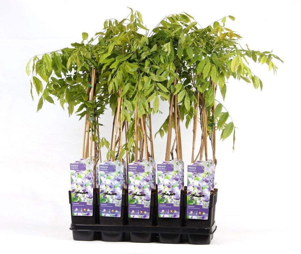 Wisteria floribunda Naga Noda 70-80 cm -  japanischer Produktbild 