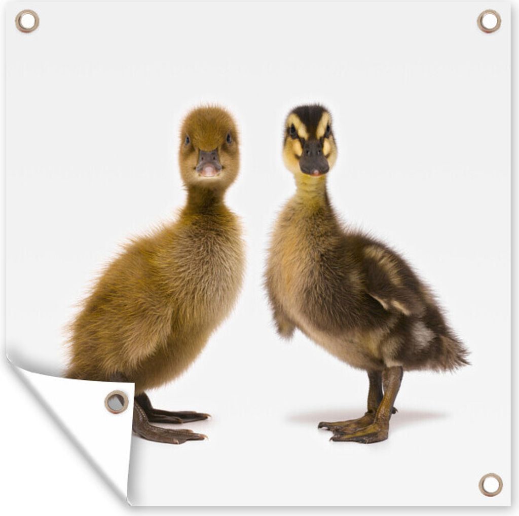 MuchoWow 100x100 cm Outdoor-Poster Gartendeko Sichtschutz Garten Poster für den Garten Zwei Baby-Enten schauen in die Kamera